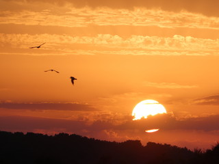 Coucher de soleil sur les marais et mouettes
