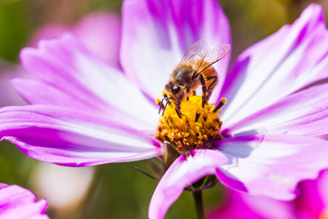Close-up cosmos flowers with the bee on nature, outdoor garden