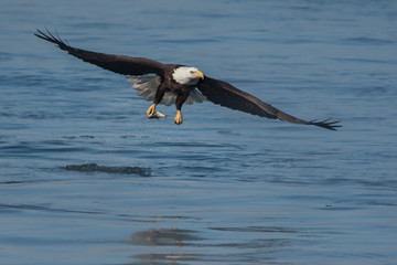 Bald Eagle with fish taken in central MInnesota