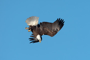 Bald Eagle diving in sky taken in southern MN