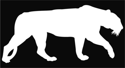 vector image of a tiger