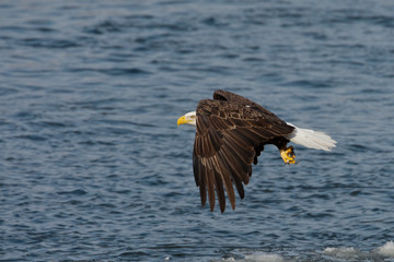 Bald Eagle with fish taken in central Iowa