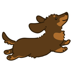 Outlined chocolate & tan Miniature Dachshund jumping