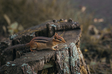 Chipmunk Watching from a Stump