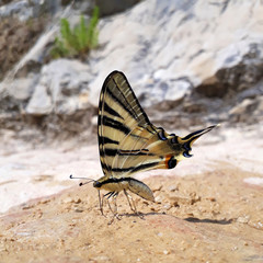 Schmetterling, Schwalbenschwanz close up, Macro