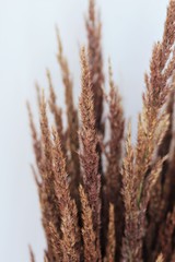 Fototapeta premium bouquet of dried flowers on a white background