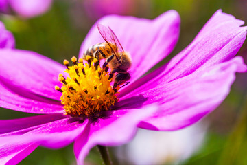 Close-up cosmos flowers with the bee, in the outdoor garden.
