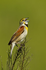 Dickcissel male singing on flower taken in southern MN