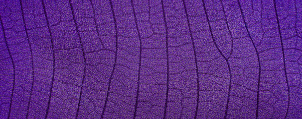 close up view of purple leaf texture ( teak leaf )