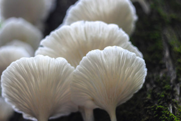 Oyster mushrooms growing up a tree trunk