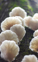 Oyster mushrooms growing up a tree trunk