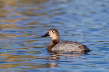 Canvasback duck female taken in SE Arizona