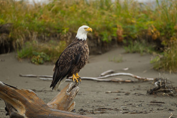 Bald Eagles in tree taken in BC Canada