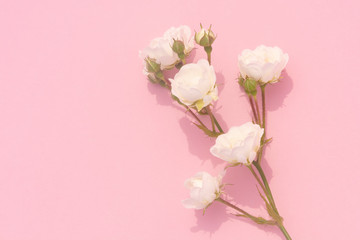 Sprigs of roses white on pink background, copy space. Minimal style flat lay. For greeting card, invitation. March 8, February 14, birthday, Valentine's, Mother's, Women's day concept.