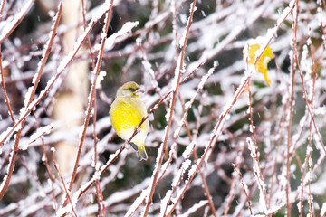 Vibrant songbird European Greenfinch, Chloris chloris perching on a snowy branch during a slushy winter day in Estonian nature. 