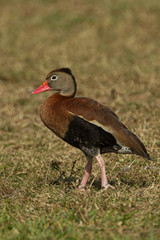 Black-bellied Whistling duck taken in SW Florida