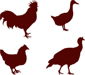 vector set of poultry