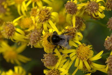 Bees gathering pollen. Pollination