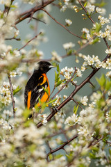 bird on a branch, Baltimore Oriole in white flowers