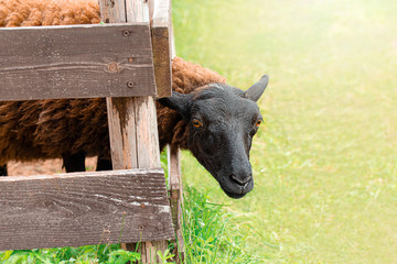 Portrait of a cute Sheep looking at camera. Eco farm life concept.