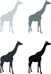 vector silhouettes of giraffe