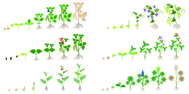 Set of growth cycles of leguminous plants on a white background.