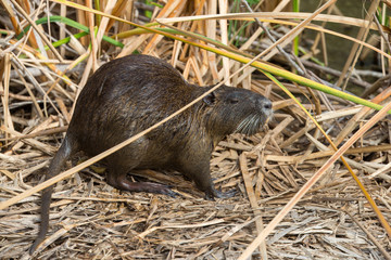 Nutria taken in southern Texas