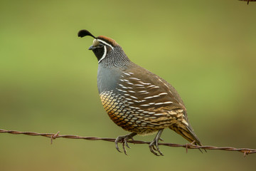 California Quail male taken in northern California