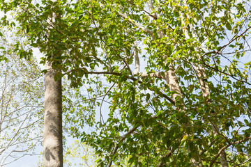 Dipterocarpus or Yang Naa  in the forest