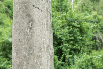 tree trunk in the forest