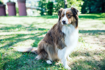 close-up of Australian Shepherd male dog sitting on lawn in garden