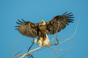 Bald Eagle taken in central Minnesota