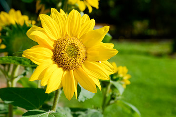yellow sunflower in your atumn garden