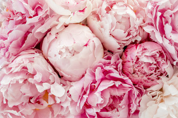 Bouquet of a lot of peonies of pink color close up. Flat lay, top view. Peony flower texture. - obrazy, fototapety, plakaty