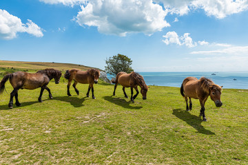 Horses on the White Cliffs of Dover in Kent, England