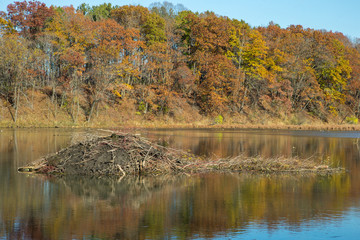 Beaver Lodget taken in southern MN