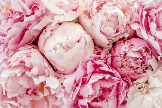 Bouquet of a lot of peonies of pink color close up. Flat lay, top view. Peony flower texture.