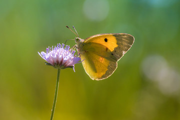 Butterfly (marigold) foraging for a flower