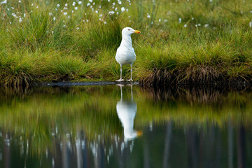A large European herring gull, Larus argentatus standing on a bog lake bank during summertime, in Finnish nature