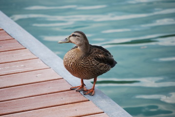 
duck strolling on the wooden pier