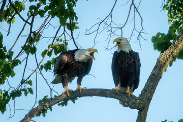 Bald Eagle pair taken in central MN