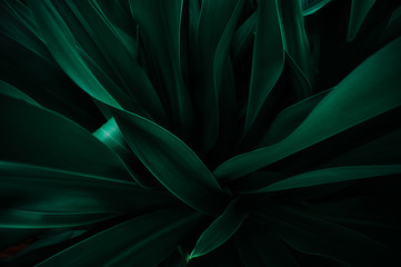 abstract green leaf texture, nature background, tropical leaf