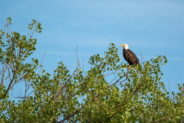 Bald Eagle taken in central Minnesota