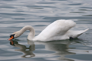 
white swan dipping its head into the water