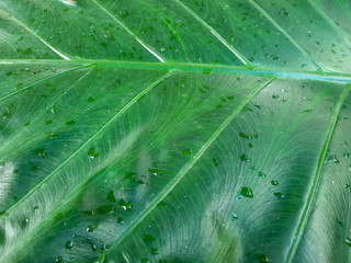 Beautiful green giant taro leaves. Colocasia esculenta giant green leaf . Also known as Elephant...