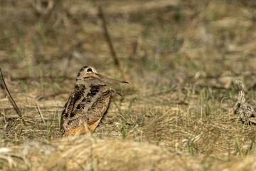 American Woodcock male display taken in southern MN in the wild