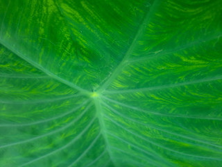 taro leaf, taro leaf texture, Colocasia esculenta giant green leaf, Also known as Elephant Ear Plants.