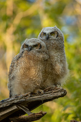 Great Horned Owl chicks leaving nest taken in southern MN