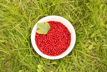 Juicy and fragrant red currants in a white bowl on bright green grass. concept of summer, harvest, taste. Copy space