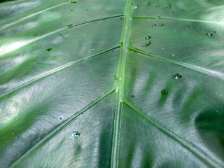 Colocasia esculenta plant in forest, topical giant taro leaf, green leaf texture, close up of green leaf. 